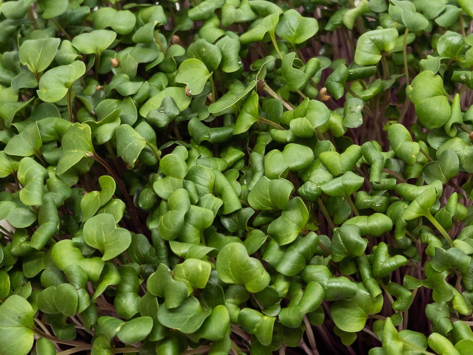 Workshop: MIKROGREENS A HYDROPONIE