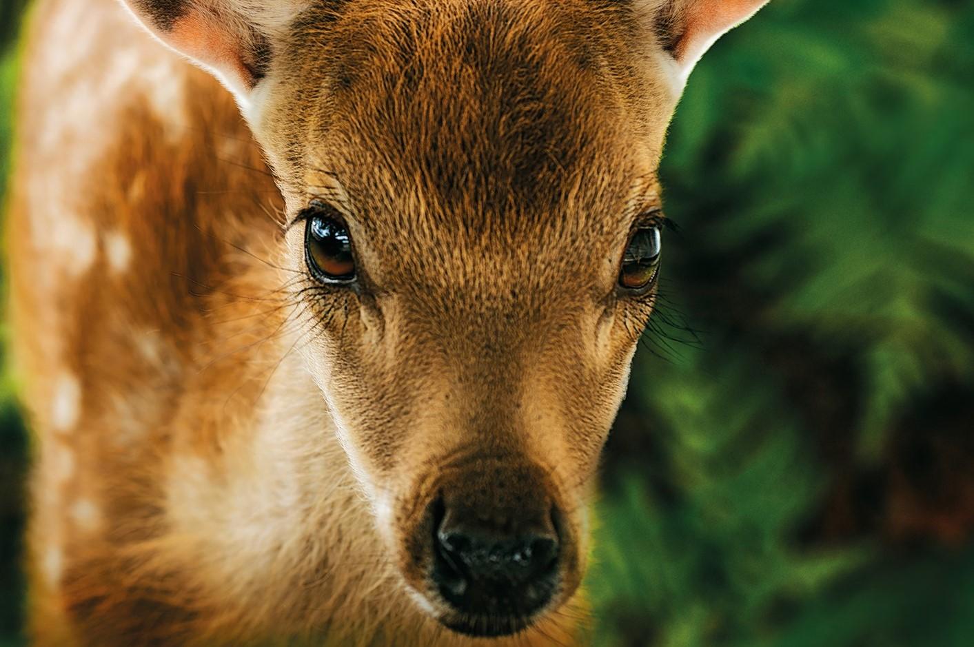 Kino: BAMBI - PŘÍBĚH ZE ŽIVOTA LESŮ